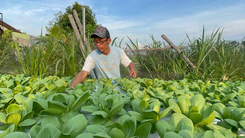 Dari Iseng di Halaman Rumah, Petani Hidroponik Jombang Raup Rp8 Juta per Bulan