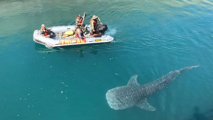 Tim Evakuasi Masih Kesulitan Bebaskan Hiu Paus di Inlet PLTU Paiton