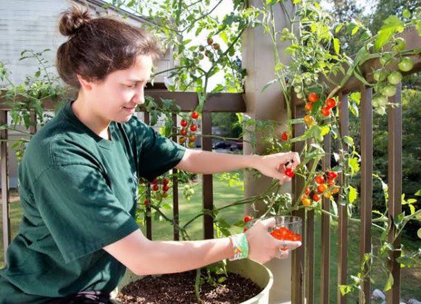 Punya Nilai Ekonomi Tinggi, Begini Cara Menanam Tomat di Rumah
