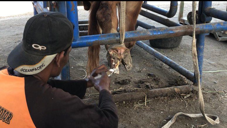 Permintaan Perawatan Kuku Sapi di Mojokerto Meningkat Tajam Jelang Hari Raya Kurban