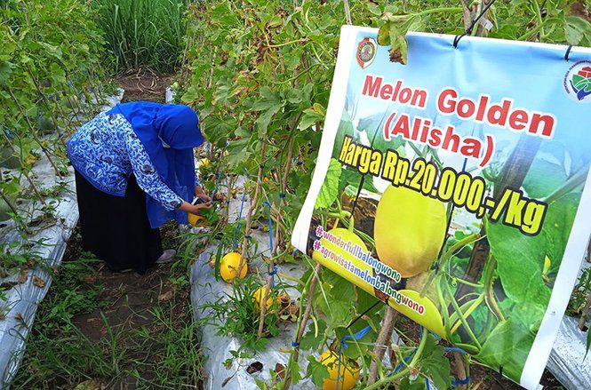 Tanam 3.500 Bibit Melon Tiga Varian di Lahan Desa Balongwono, Ini Hasilnya