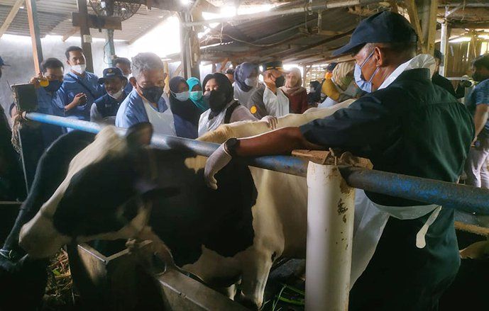 Launching 9.300 Vaksin PMK di Mojokerto, Ratusan Sapi Perah Jadi Sasaran Pertama