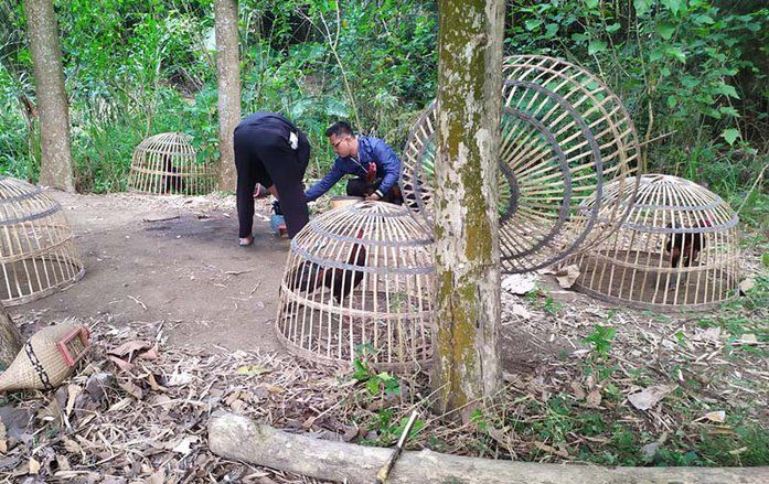 Diduga Bocor, Judi Ayam di Jetis Mojokerto, Polisi Hanya Amankan 4 Ekor Ayam dan Motor