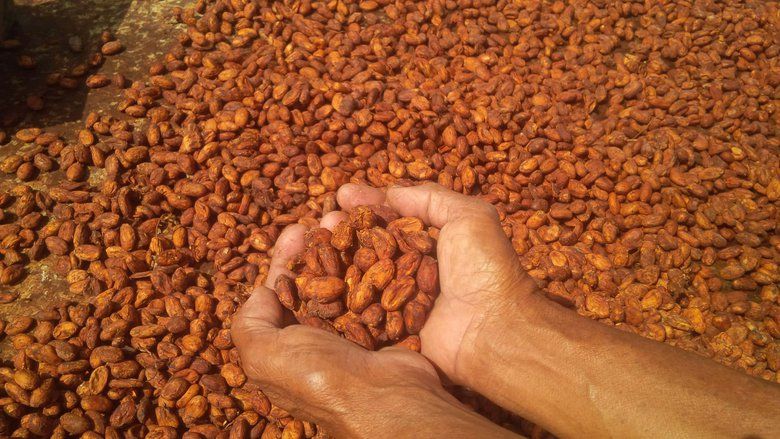 Kemenperin Pacu Produktivitas Perkebunan Kakao Melalui Industri 4.0