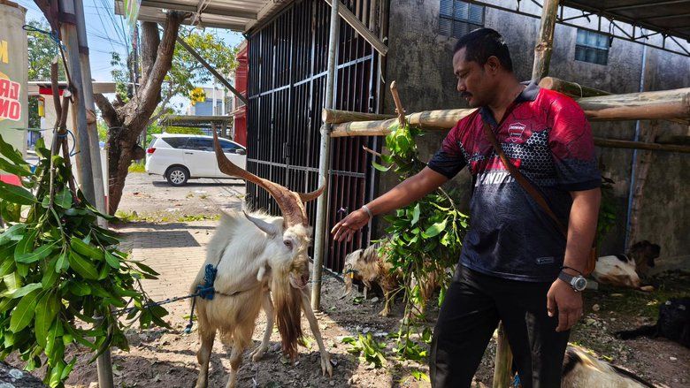 Anggota Polisi di Mojokerto Jual Kambing Safera Bertanduk Unik, Jadi Primadona Jelang Iduladha