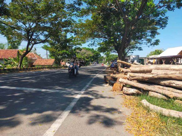 Tumpukan Kayu Jati di Bahu Jalan Nasional Sampang Bahayakan Pengendara
