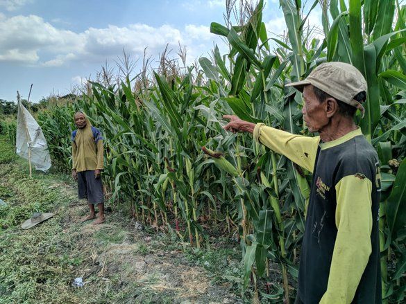 Hewan Diduga Macan Tutul Jawa Berkeliaran di Ponorogo
