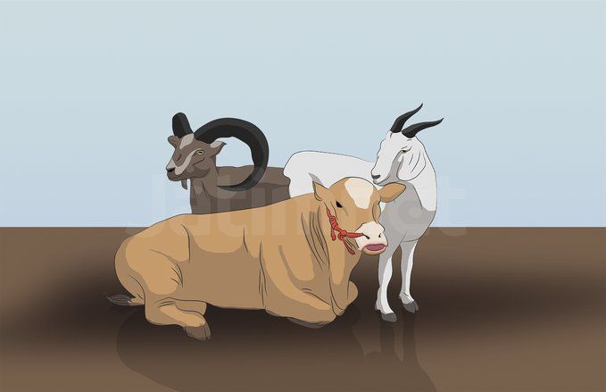 Cacing Hati Ditemukan dalam Hati Hewan Kurban