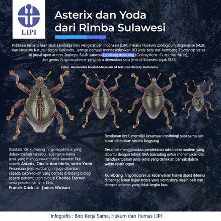 LIPI Berhasil Deskripsikan Ratusan Jenis Kumbang di Hutan Sulawesi