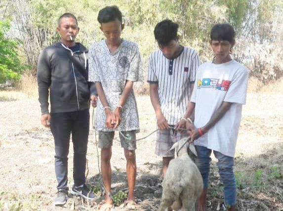 Sewa Mobil Avanza untuk Curi Kambing