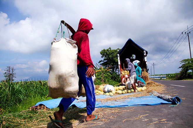 Berkah Bulan Ramadhan Petani Melon Banjir Orderan