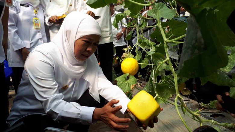 Khofifah Panen Melon Golden Langkawi Berbentuk Persegi di Sidoarjo