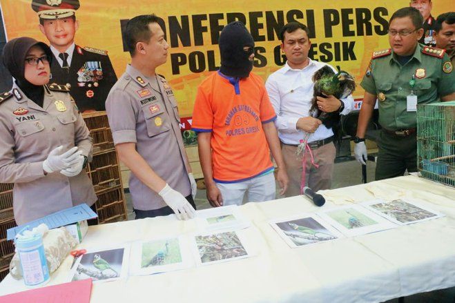 Polres Gresik dan BKSDA Jatim Amankan Satwa Dilindungi Asal Sumatra