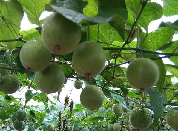 Ingin Kesehatan Tubuh Terjaga Setelah Mengonsumsi Minuman Manis, Buah Biksu Alternatifnya