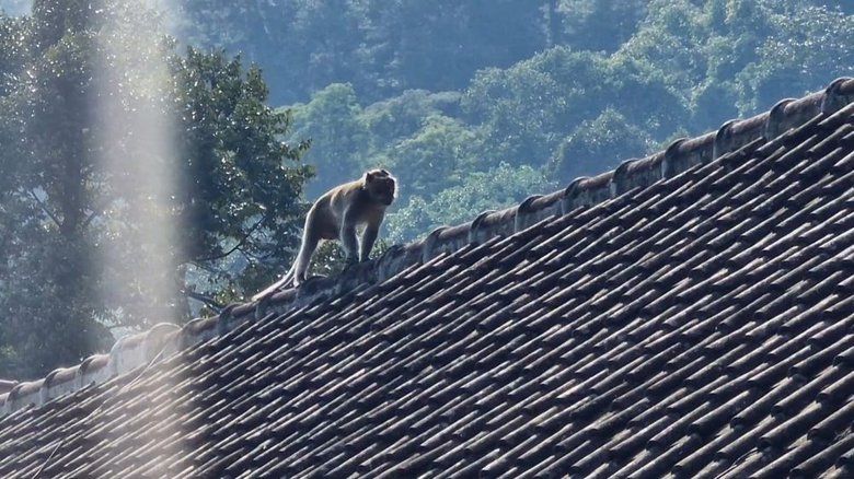 Viral Monyet Turun ke Pasar Ngebel Ponorogo, Polisi: Bukan Fenomena Baru