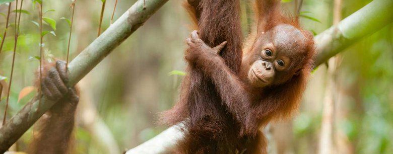 Spesies Langka di Kalteng Terancam Punah