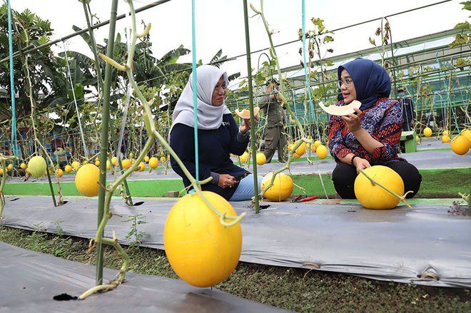 Pemkot Surabaya Budidaya Melon Emas untuk Program Padat Karya dan Ketahanan Pangan