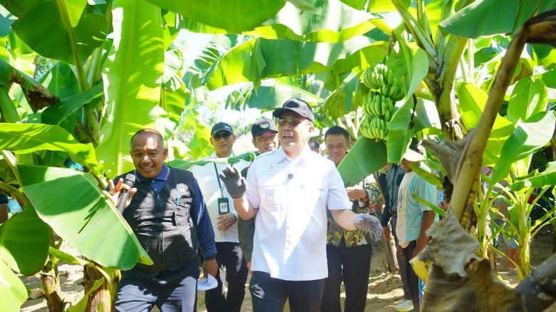 Pemkot Probolinggo Bidik Pisang Cavendish Jadi Komoditas Unggulan Daerah