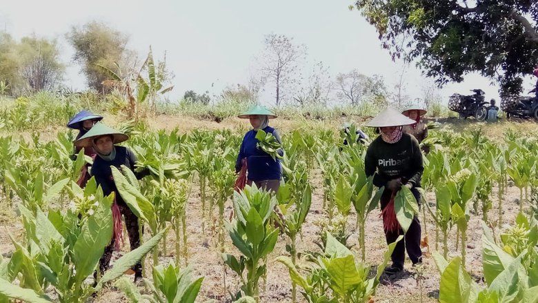 Petani Tembakau Mojokerto Ketiban Berkah Kemarau
