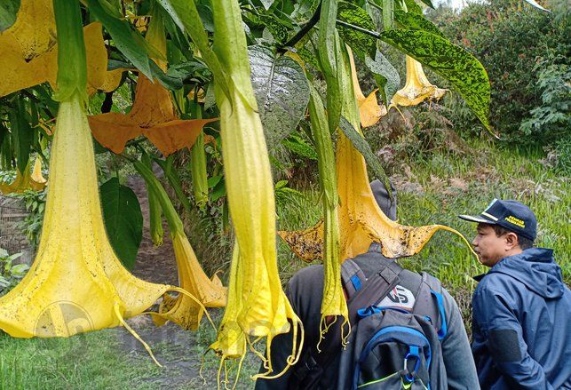 Paparan Abu Vulkanis Bromo Capai Radius 12 Kilometer
