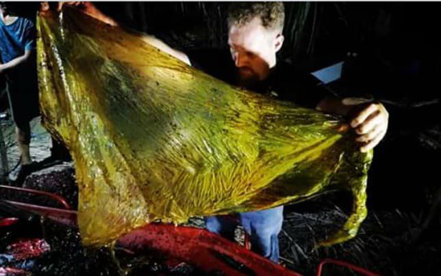 Paus Mati Keracunan 40 Kilogram Plastik di Filipina