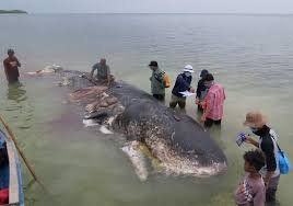 Paus Sperma, Sampah Plastik, dan Upaya Memantik Kesadaran Bersama