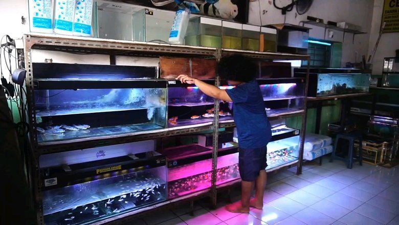 Kerap Dipadamkan, Pedagang Ikan Hias di Probolinggo Waswas Dagangan Mati