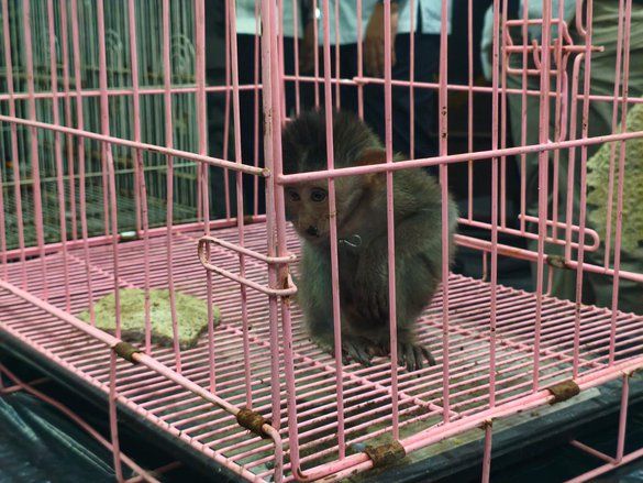 Anak Kera Ekor Panjang Diselundupkan dalam Koper di Bandara Juanda