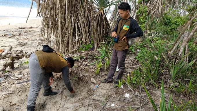 Sarang Penyu di Pantai Bajulmati Dirambah