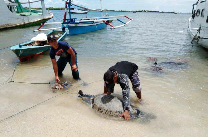 Lanal Denpasar Gagalkan Upaya Penyelundupan Penyu Hijau
