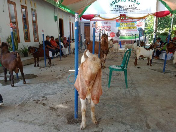 Kontes Kecantikan Kambing di Blitar Tingkatkan Kualitas Ternak 