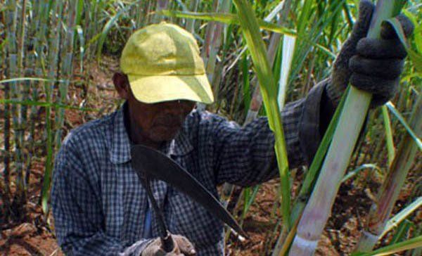 Produksi Tebu di PTPN X Menurun