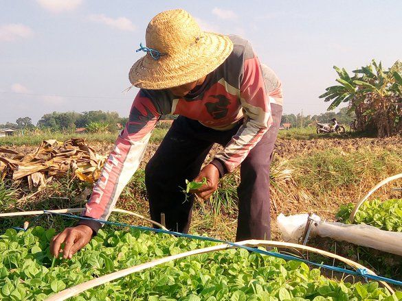 Pemkab Optimistis Tembakau Terserap Industri