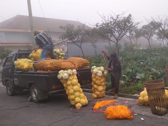 Aktivitas Gunung Bromo Rusak Ribuan Hektar Lahan Pertanian