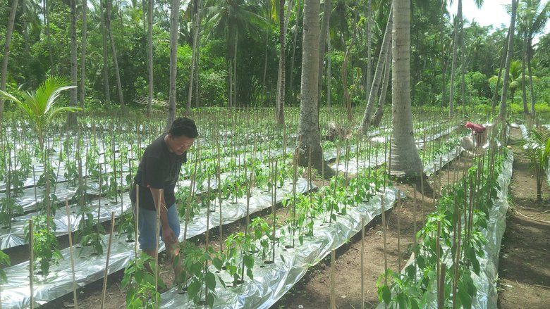 BNI Banyuwangi Sediakan Rp 130 Miliar KUR Pertanian