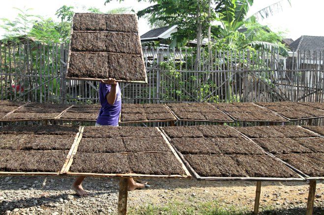 Petani Mojokerto Keluhkan Anjloknya Harga Tembakau di Musim Panen