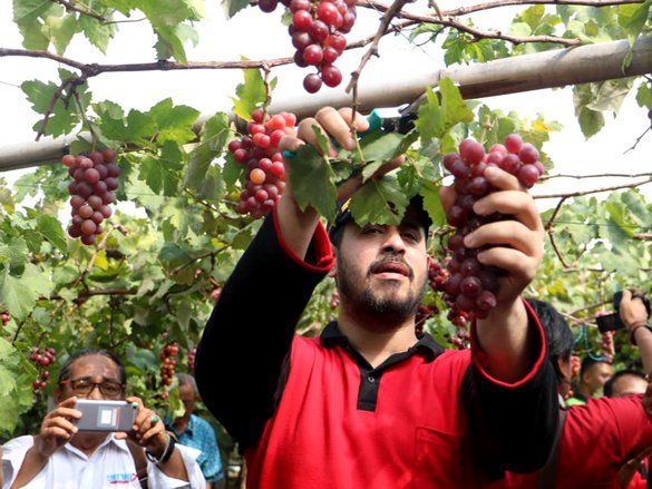 Pemkot Probolinggo Jadikan Anggur sebagai Produk Unggulan