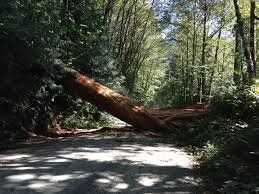 Jalur Jember-Banyuwangi Lewat Gumitir Terganggu Pohon Tumbang
