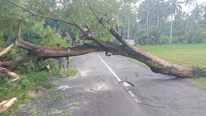 Angin Kencang Terjang Banyuwangi, Pohon Tumbang di 13 Titik dan Puluhan Rumah Warga Rusak