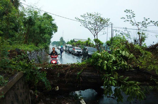 Pohon Asam Tumbang Macetkan Pantura Situbondo