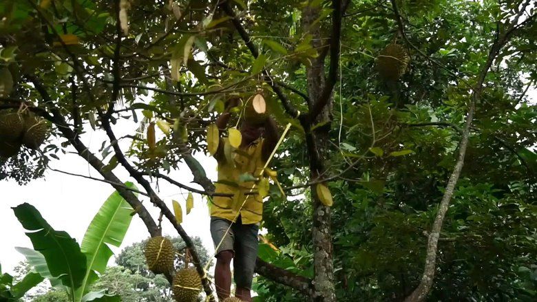 ‎ Ke Bromo Belum Lengkap Jika Tak Cicipi Durian Lumbang Masak Pohon