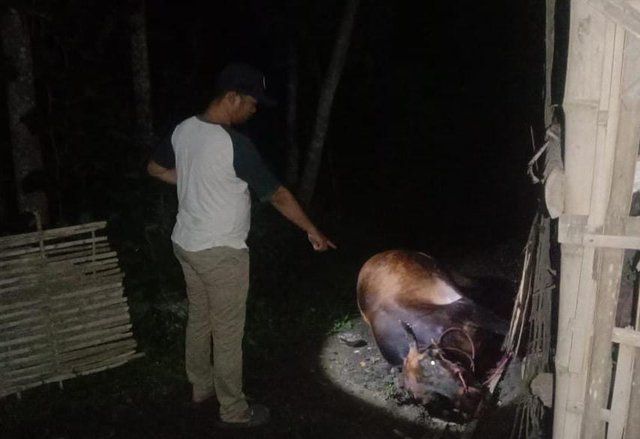 Sapi Bunting di Probolinggo Mati Diduga Dibunuh