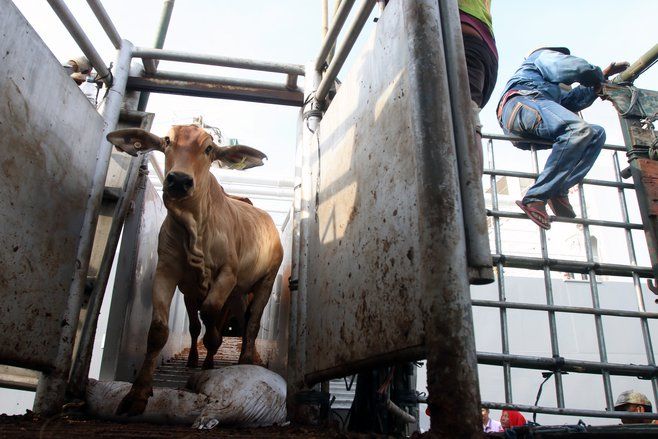 Inseminasi Buatan Sapi Jatim Lampaui Target