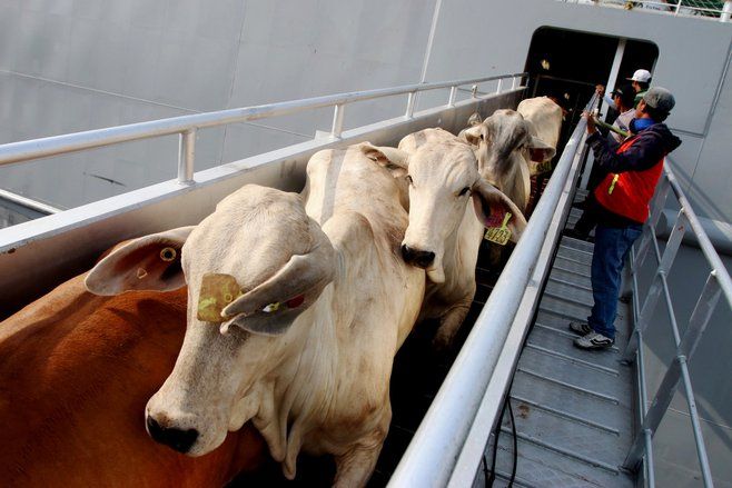 PPSDS Jatim Sebut Daging Kerbau Eks Impor India Masuk ke Pasar Tradisional