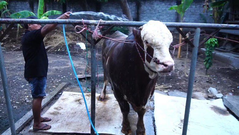Menjelang Iduladha, Sapi Jumbo dari Probolinggo Dibeli Presiden Rp100 Juta