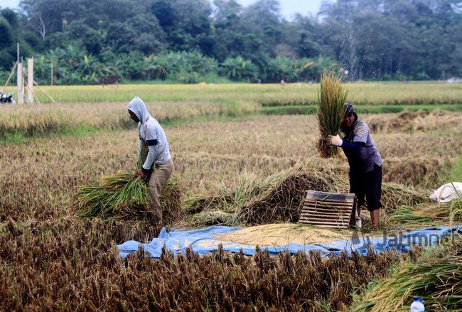 Area Persawahan Diprediksi akan Terus Berkurang