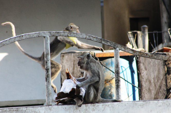 Kawanan Kera Hutan Cari Makan di Kawasan Wisata Pasir Putih