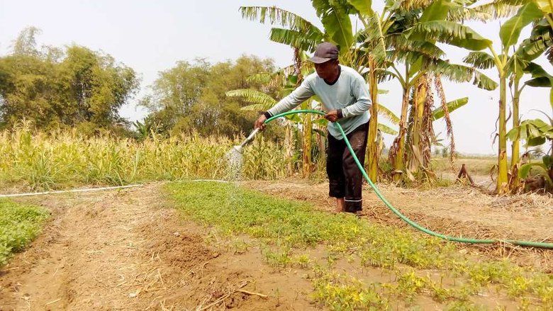Kemarau Ekstrem, Sebagian Petani Beralih dari Padi ke Cabai