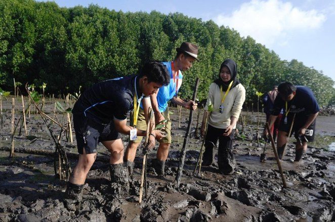 Peduli Pesisir Banyuwangi, Tim KKN-PPM UGM Tanam 100 Bibit Mangrove