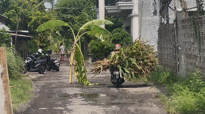 Warga Sumobito Tanam Pohon Pisang di Jalan Rusak, Protes 12 Tahun Tak Kunjung Diperbaiki